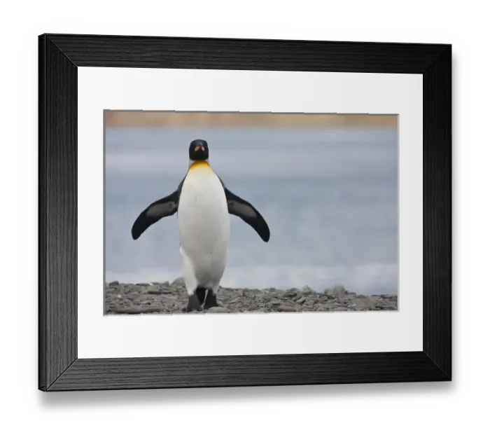 Framed Print : King Penguins, South Georgia Island Framed Print : King Penguins, South Georgia Island