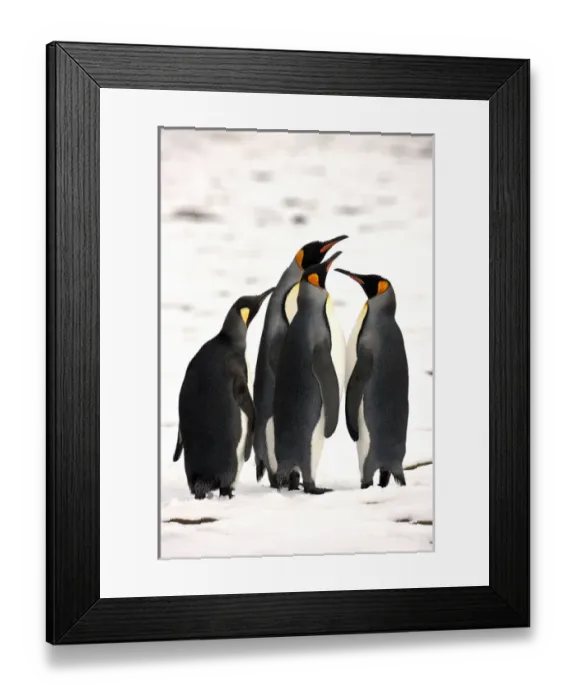 Framed Print : King Penguins, South Georgia Island Framed Print : King Penguins, South Georgia Island
