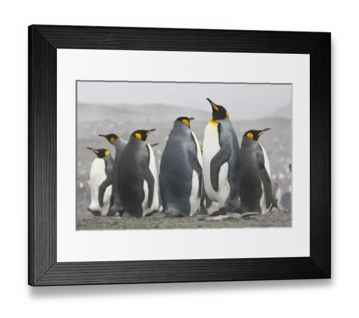 Framed Print : King Penguins, South Georgia Island