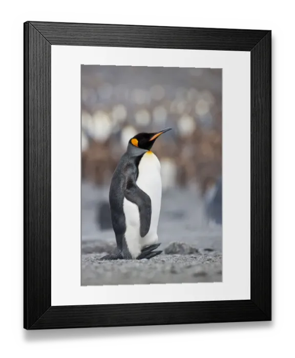 Framed Print : King Penguins, South Georgia Island Framed Print : King Penguins, South Georgia Island