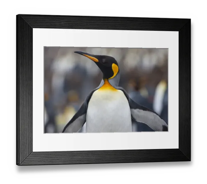 Framed Print : King Penguins, South Georgia Island Framed Print : King Penguins, South Georgia Island