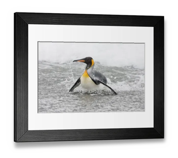 Framed Print : King Penguins, South Georgia Island Framed Print : King Penguins, South Georgia Island