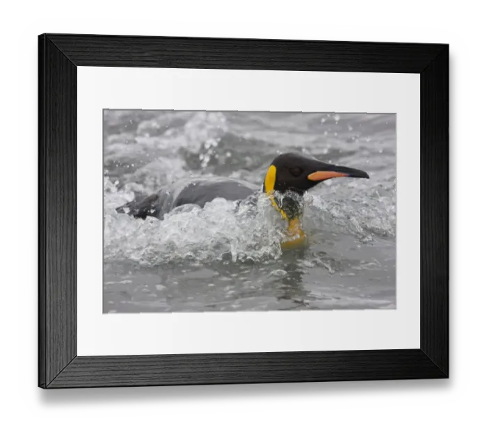 Framed Print : King Penguins, South Georgia Island