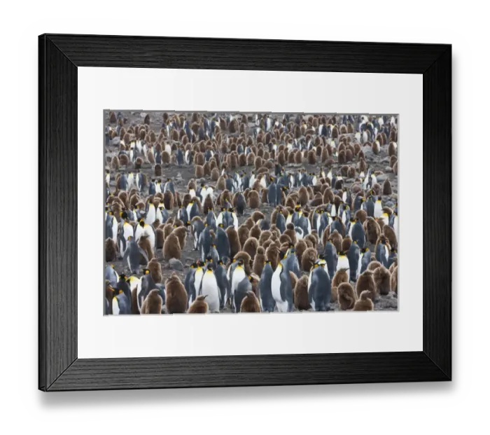 Framed Print : King Penguins, South Georgia Island Framed Print : King Penguins, South Georgia Island