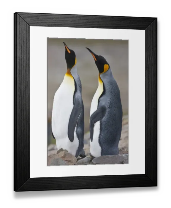 Framed Print : King Penguins, South Georgia Island Framed Print : King Penguins, South Georgia Island