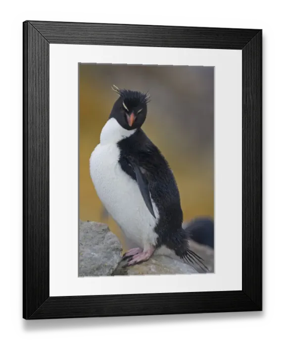 Framed Print : Rockhopper Penguin, Fakland Islands Framed Print : Rockhopper Penguin, Fakland Islands