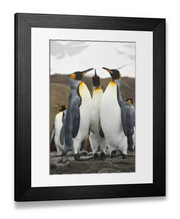 Framed Print : King Penguins, South Georgia Island Framed Print : King Penguins, South Georgia Island