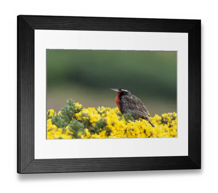 Framed Print : Falklands, West Point Island, Subantarctic. A long tailed Meadowlark forages for Framed Print : Falklands, West Point Island, Subantarctic. A long tailed Meadowlark forages for