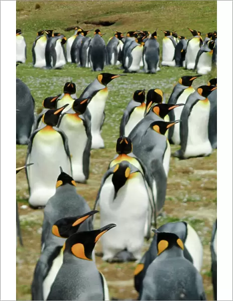 King Penguin, Aptenodytes patagonica, in colonies in the Falkland Islands, Antarctica
