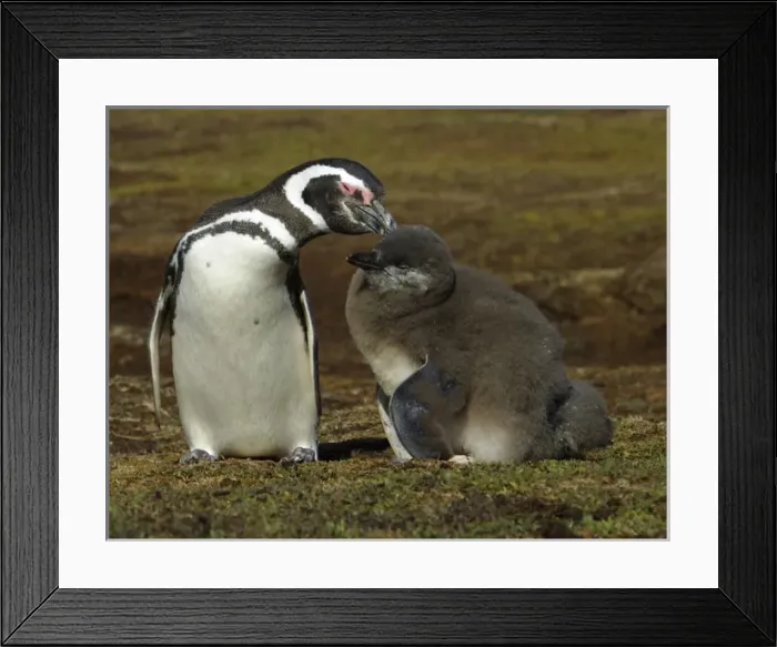Framed Print : Magellanic Penguin, Spheniscus magellanicus, preening its large chick on the Falkland Islands