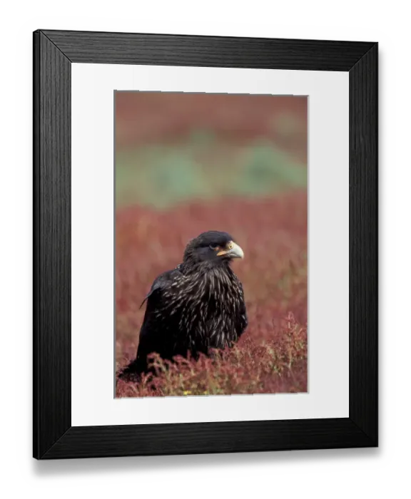 Framed Print : Falklands, Steeple Jason Island, Subantarctic. A Johnny Rooks or striated caracaras Framed Print : Falklands, Steeple Jason Island, Subantarctic. A Johnny Rooks or striated caracaras