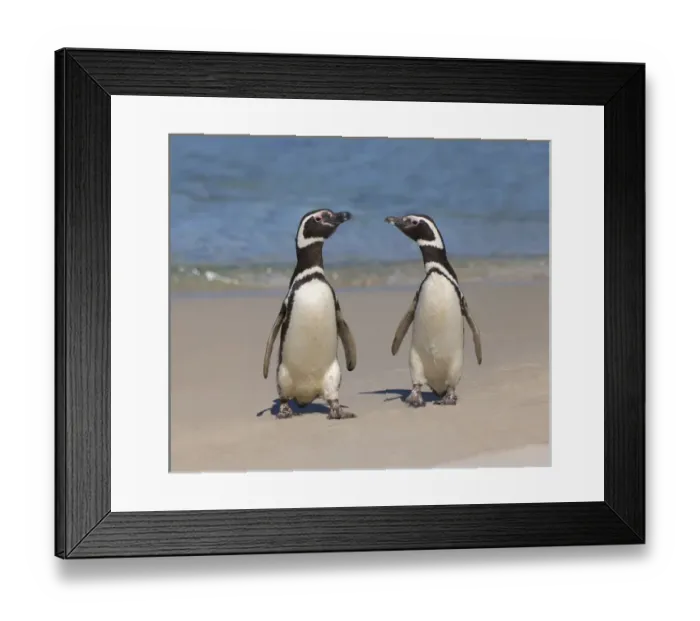 Framed Print : Megellanic Penguin (Spheniscus magellanicus) on the beach, Falkland Islands Framed Print : Megellanic Penguin (Spheniscus magellanicus) on the beach, Falkland Islands