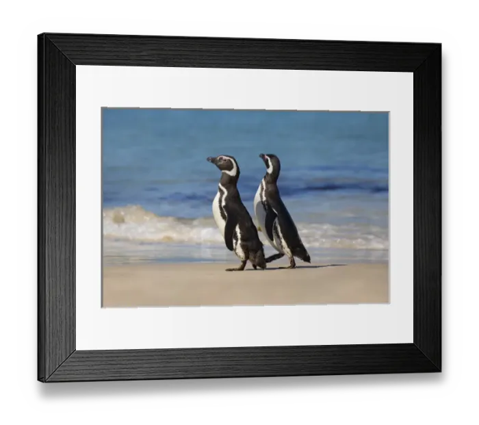 Framed Print : Megellanic Penguin (Spheniscus magellanicus) on the beach, Falkland Islands Framed Print : Megellanic Penguin (Spheniscus magellanicus) on the beach, Falkland Islands