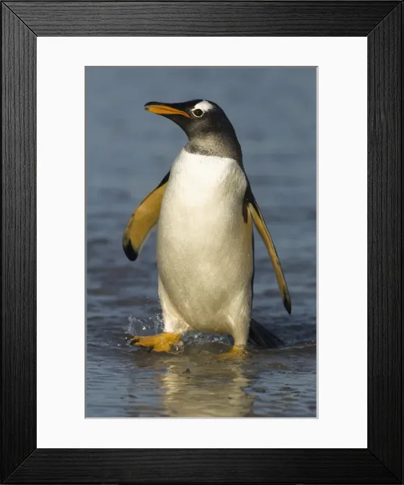 Framed Print : Gentoo Penguin (Pygoscelis papua) on the beach after returning from feeding at sea Framed Print : Gentoo Penguin (Pygoscelis papua) on the beach after returning from feeding at sea