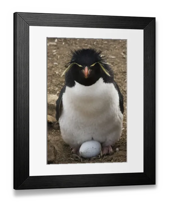 Framed Print : Rockhopper Penguin (Eudyptes chrysocome chrysocome) Pebble Island. Off north coast Framed Print : Rockhopper Penguin (Eudyptes chrysocome chrysocome) Pebble Island. Off north coast