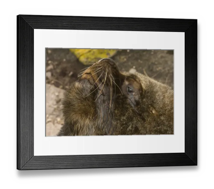 Framed Print : Southern Sealion (Otaria flavescens) Bull Cape Dolphin designated Wildlife Sanctuary Framed Print : Southern Sealion (Otaria flavescens) Bull Cape Dolphin designated Wildlife Sanctuary