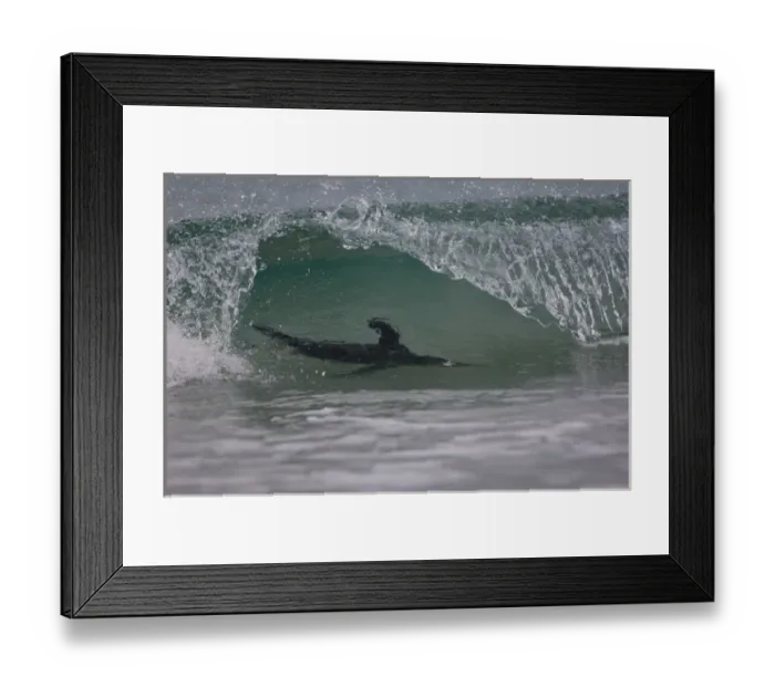 Framed Print : Gentoo Penguin (Pygoscelis papua) coming in on the surf. Pebble Island. Off north Framed Print : Gentoo Penguin (Pygoscelis papua) coming in on the surf. Pebble Island. Off north
