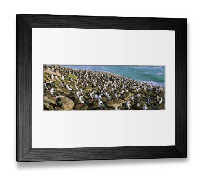 Framed Print : King Cormorant or Imperial Shag, Phalacrocorax atriceps albiventer, Colony on Cliff Framed Print : King Cormorant or Imperial Shag, Phalacrocorax atriceps albiventer, Colony on Cliff