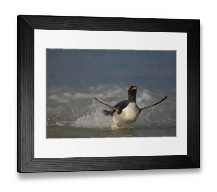 Framed Print : Gentoo Penguin (Pygoscelis papua) coming in on the surf. Pebble Island. Off north Framed Print : Gentoo Penguin (Pygoscelis papua) coming in on the surf. Pebble Island. Off north