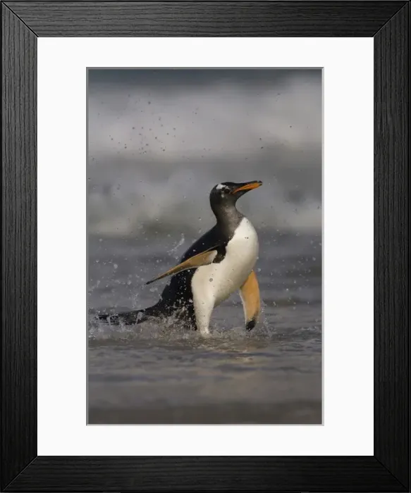 Framed Print : Gentoo Penguin (Pygoscelis papua) coming in on the surf. Pebble Island. Off north