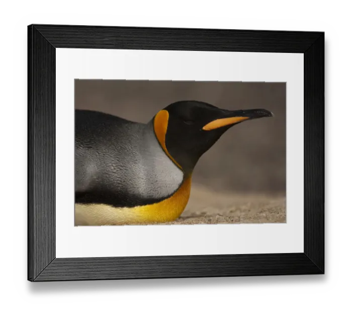 Framed Print : King Penguin (Aptenodytes p. patagonica). Saunders Island. FALKLAND ISLANDS Framed Print : King Penguin (Aptenodytes p. patagonica). Saunders Island. FALKLAND ISLANDS