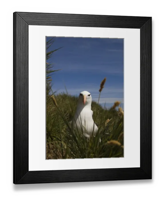 Framed Print : Black-browed Albatross (Thalassarche melanophrys) Keppel Island. Off north coast