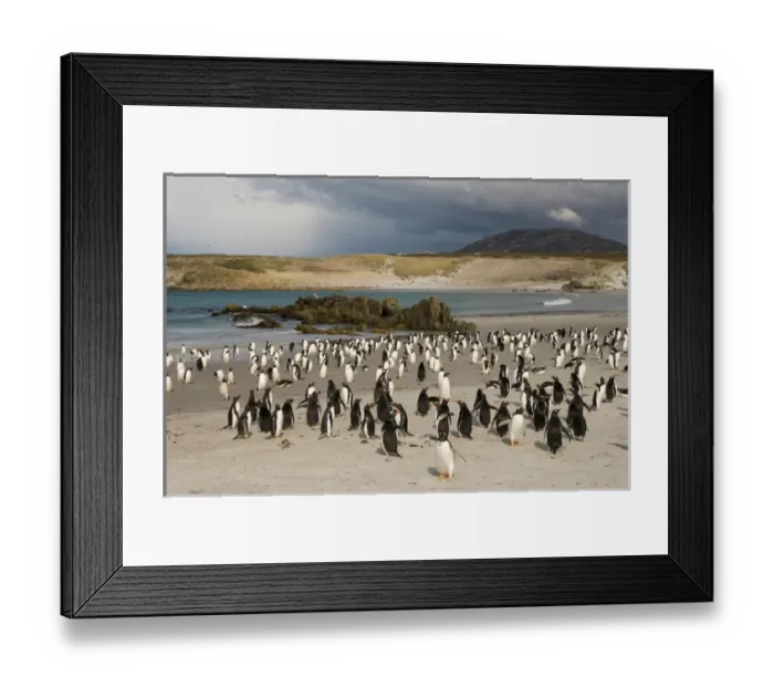 Framed Print : Gentoo Penguins (Pygoscelis papua). Pebble Island. Off north coast of West Falkland