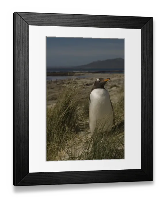 Framed Print : Gentoo Penguin (Pygoscelis papua) Keppel Island. Off north coast of West Falkland