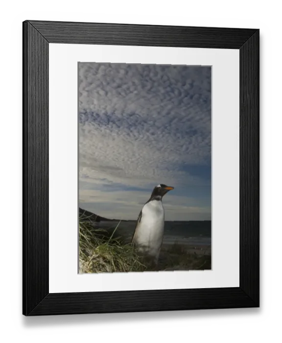 Framed Print : Gentoo Penguin (Pygoscelis papua) Keppel Island. Off north coast of West Falkland