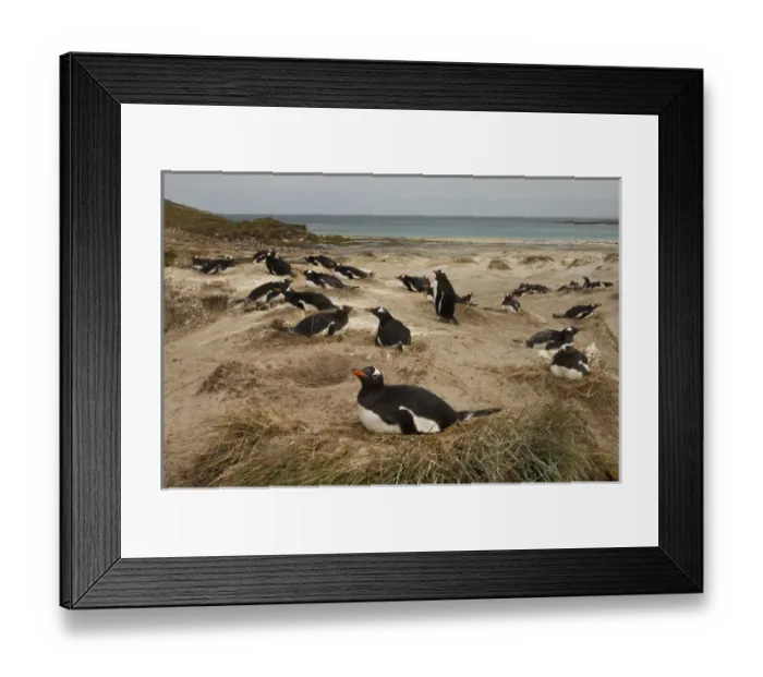 Framed Print : Gentoo Penguin (Pygoscelis papua) colony. West Falkland. FALKLAND ISLANDS Framed Print : Gentoo Penguin (Pygoscelis papua) colony. West Falkland. FALKLAND ISLANDS