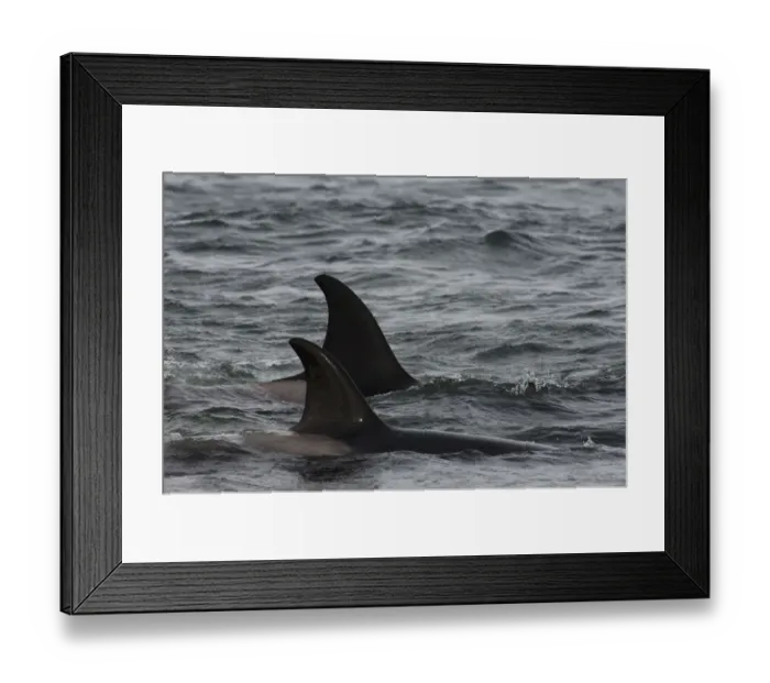 Framed Print : Orcas or Killer Whales (Orcinus orca) The birds are picking up scraps of meat that
