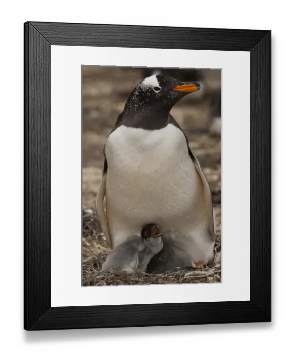 Framed Print : Gentoo Penguin (Pygoscelis papua) on nest with chicks. West Falkland. FALKLAND ISLANDS Framed Print : Gentoo Penguin (Pygoscelis papua) on nest with chicks. West Falkland. FALKLAND ISLANDS
