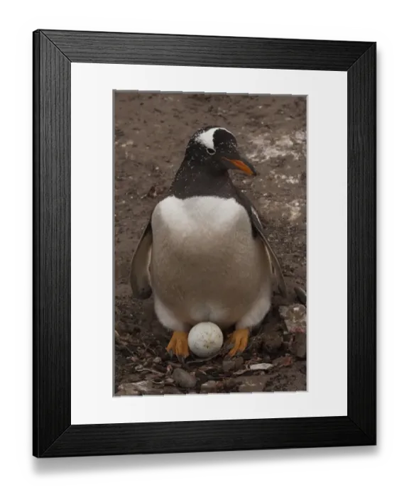 Framed Print : Gentoo Penguin (Pygoscelis papua) on nest with egg Sea Lion Island. South of mainland