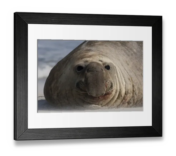 Framed Print : Southern Elephant Seal (Mirounga leonina) Bull Sea Lion Island. South of mainland Framed Print : Southern Elephant Seal (Mirounga leonina) Bull Sea Lion Island. South of mainland