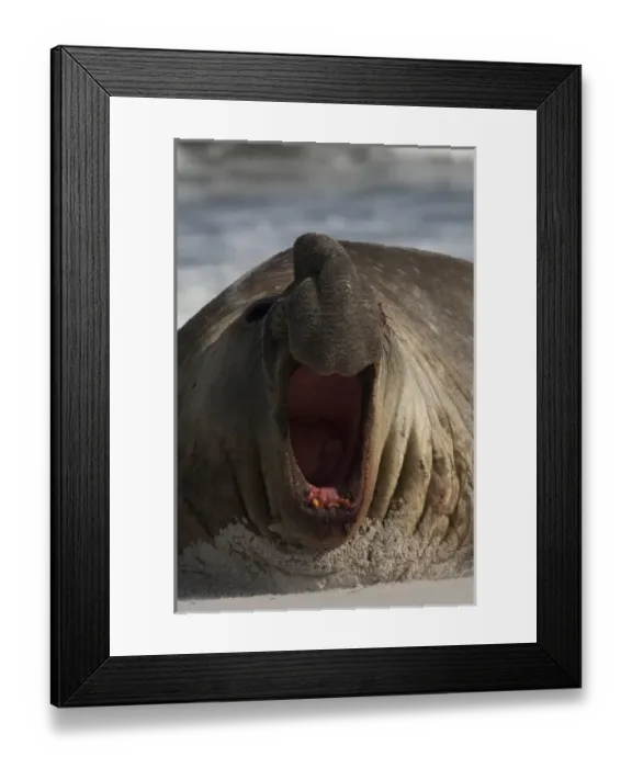 Framed Print : Southern Elephant Seal (Mirounga leonina) Bull Sea Lion Island. South of mainland Framed Print : Southern Elephant Seal (Mirounga leonina) Bull Sea Lion Island. South of mainland