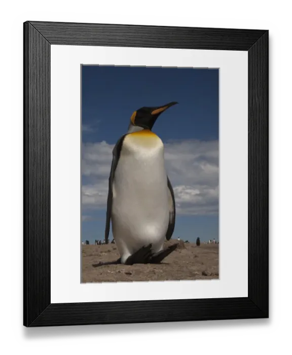 Framed Print : King Penguin (Aptenodytes p. patagonica). Saunders Island. FALKLAND ISLANDS Framed Print : King Penguin (Aptenodytes p. patagonica). Saunders Island. FALKLAND ISLANDS