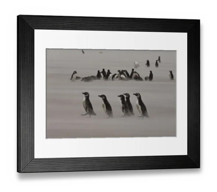 Framed Print : Magellanic Penguins (Spheniscus magellanicus) Adults and juveniles on beach Framed Print : Magellanic Penguins (Spheniscus magellanicus) Adults and juveniles on beach