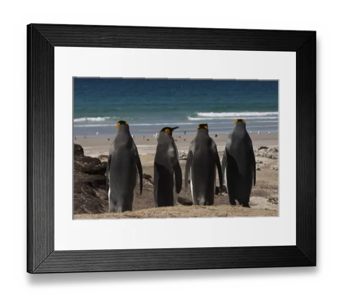 Framed Print : King Penguins (Aptenodytes p. patagonica). Saunders Island. FALKLAND ISLANDS Framed Print : King Penguins (Aptenodytes p. patagonica). Saunders Island. FALKLAND ISLANDS