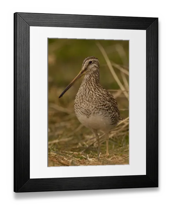 Framed Print : Magellanic Snipe (Gallinago magellanica magellanica) Sea Lion Island. South of Framed Print : Magellanic Snipe (Gallinago magellanica magellanica) Sea Lion Island. South of