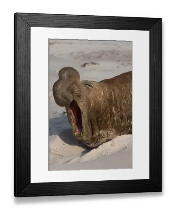 Framed Print : Southern Elephant Seal (Mirounga leonina) Bull Sea Lion Island. South of mainland