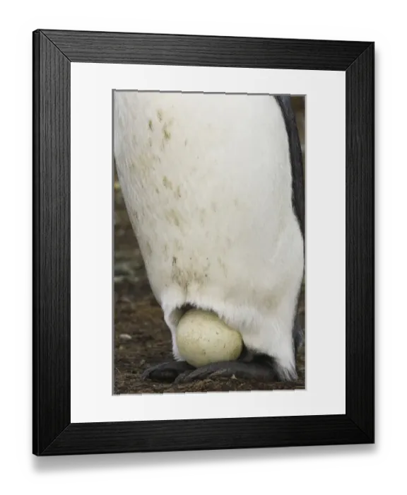 Framed Print : King Penguin (Aptenodytes p. patagonica). Incubating egg on feet. Volunteer Point Framed Print : King Penguin (Aptenodytes p. patagonica). Incubating egg on feet. Volunteer Point
