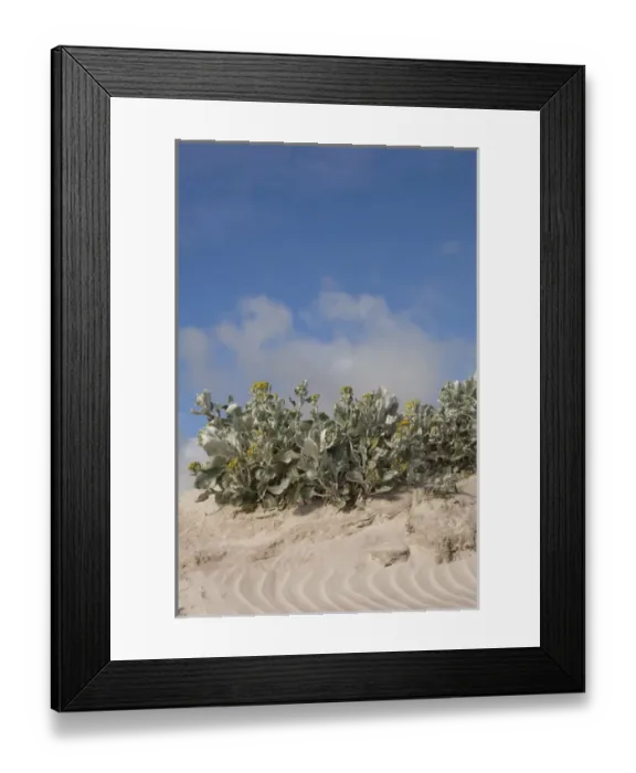 Framed Print : Sea cabbage (Senecio candicans) found only on the shoreline. It has anti-scobutic