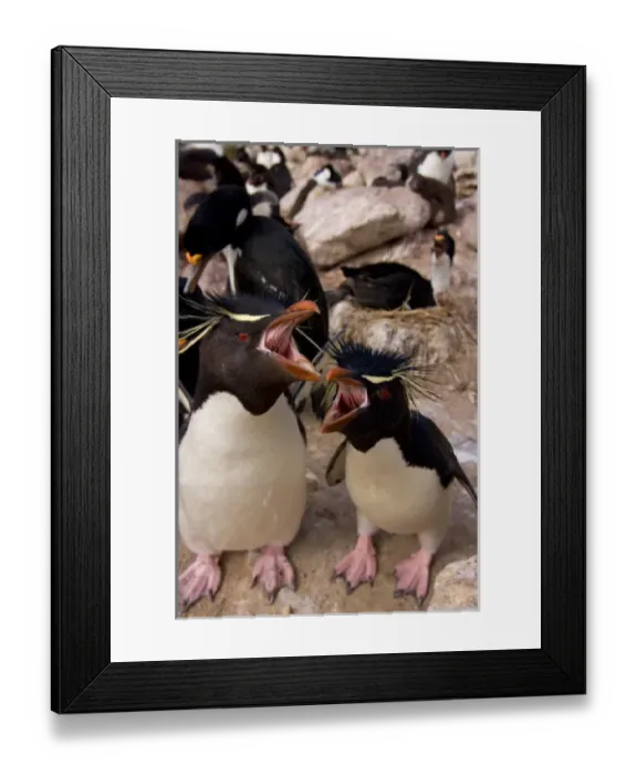Framed Print : macaroni penguins, Eudyptes chrysolophus, on New Island, Falkland Islands, South Framed Print : macaroni penguins, Eudyptes chrysolophus, on New Island, Falkland Islands, South