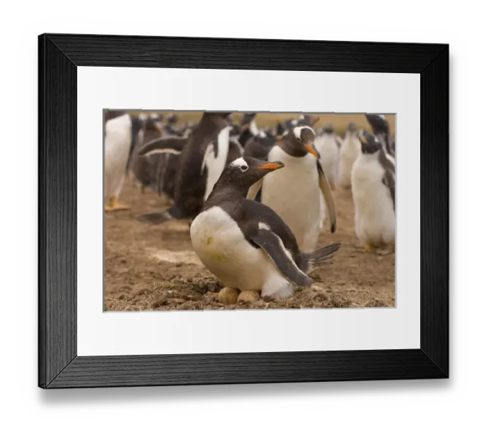 Framed Print : gentoo penguin, Pygoscelis papua, sitting on eggs, Beaver Island, Falkland Islands Framed Print : gentoo penguin, Pygoscelis papua, sitting on eggs, Beaver Island, Falkland Islands