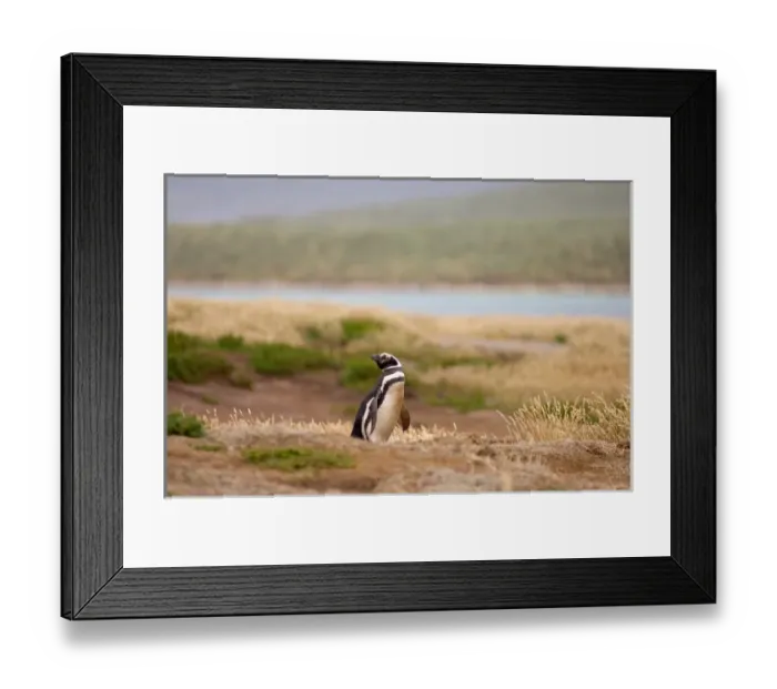Framed Print : magellanic penguin, Spheniscus magellanicus, guarding its burrow, Falkland Islands