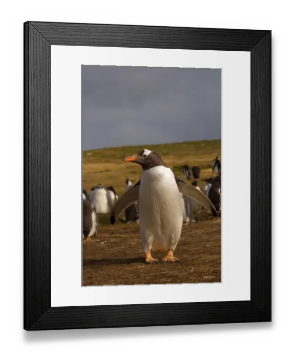 Framed Print : gentoo penguin, Pygoscelis papua, on Beaver Island, Falkland Islands, South Atlantic Framed Print : gentoo penguin, Pygoscelis papua, on Beaver Island, Falkland Islands, South Atlantic