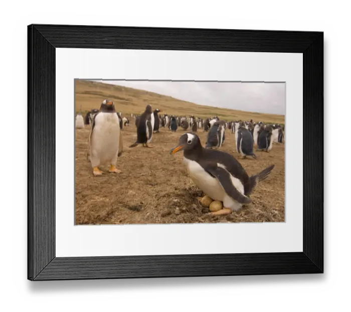 Framed Print : gentoo penguin, Pygoscelis papua, sitting on eggs, Beaver Island, Falkland Islands Framed Print : gentoo penguin, Pygoscelis papua, sitting on eggs, Beaver Island, Falkland Islands