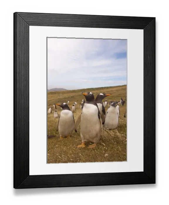 Framed Print : gentoo penguin, Pygoscelis papua, rookery on Beaver Island, Falkland Islands, South Framed Print : gentoo penguin, Pygoscelis papua, rookery on Beaver Island, Falkland Islands, South