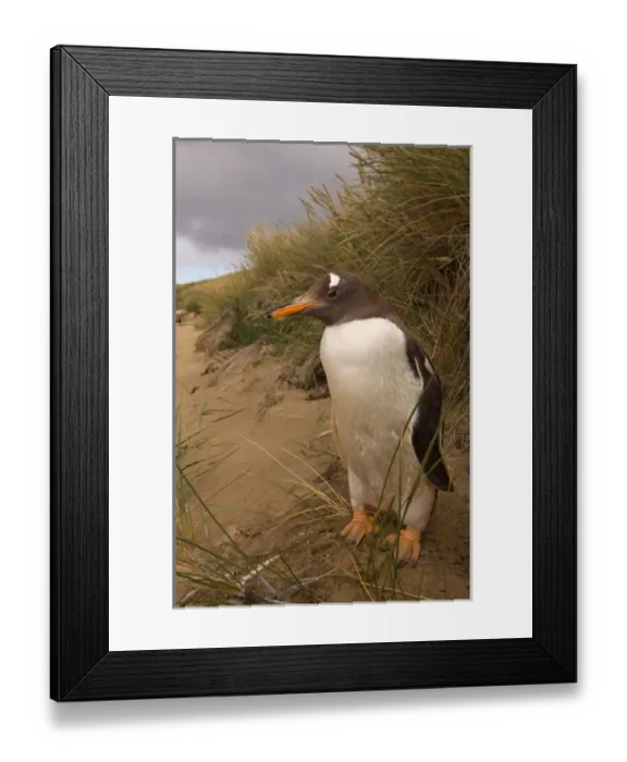 Framed Print : gentoo penguin, Pygoscelis papua, on Beaver Island, Falkland Islands, South Atlantic Framed Print : gentoo penguin, Pygoscelis papua, on Beaver Island, Falkland Islands, South Atlantic