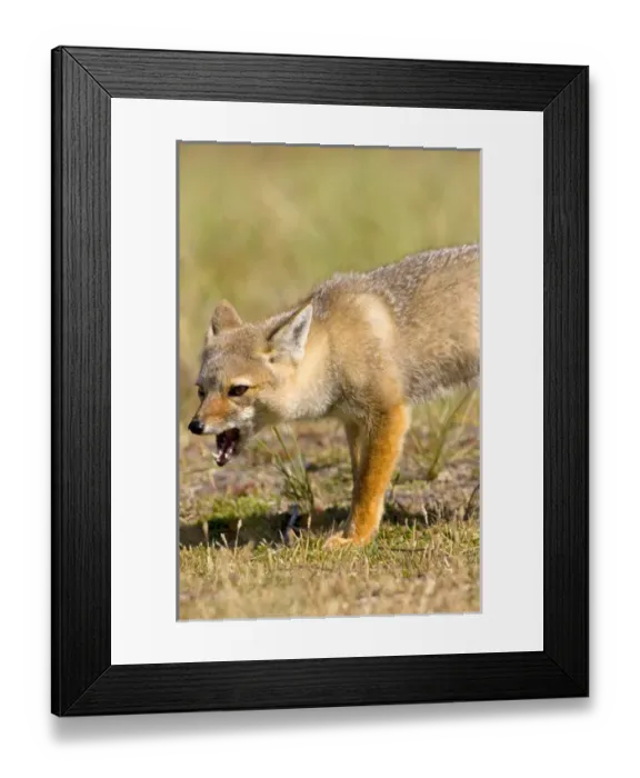 Framed Print : patagonian gray fox, Dusicyon griseus, on the Falkland Islands, South Atlantic Ocean Framed Print : patagonian gray fox, Dusicyon griseus, on the Falkland Islands, South Atlantic Ocean